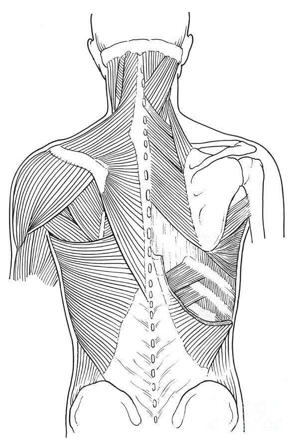 Illustration Of Back Muscles Photograph By Science Source 9620