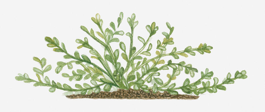 Horizontal Digital Art - Illustration Of Bacopa (waterhyssop) Bearing Succulent Oblanceolate Green Leaves On Creeping Stems by Joanne Cowne