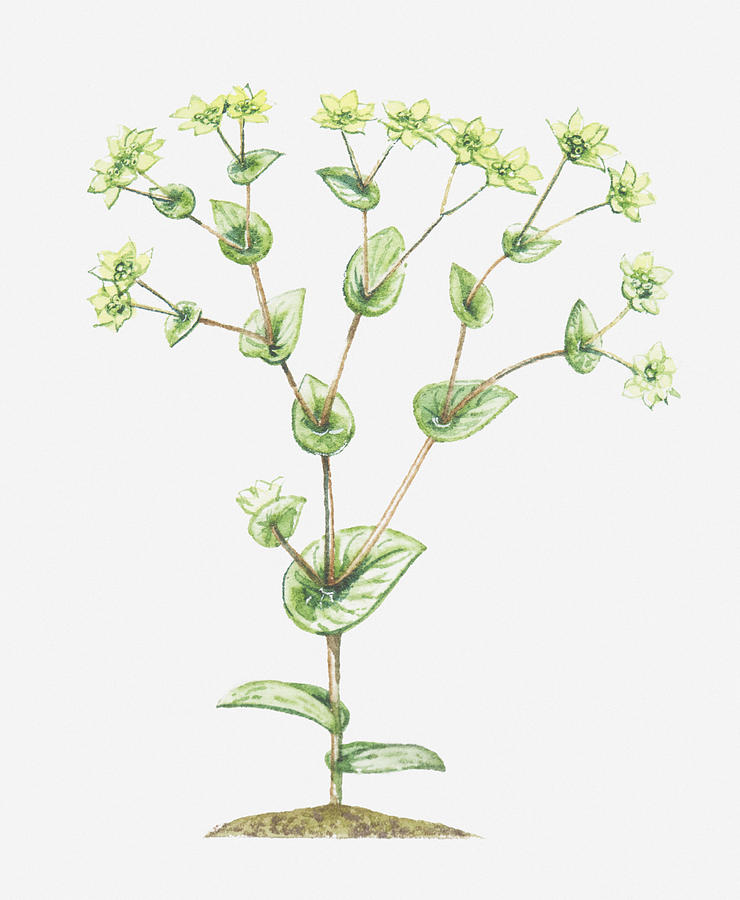 Illustration Of Bupleurum Rotundifolium (thorow-wax), Umbels Of Yellow-green Flowers Digital Art by Barbara Walker