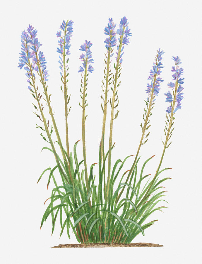 Illustration Of Camassia Quamash (small Camas) Bearing Racemes Of Pale Blue Flowers On Tall Stems With Long Green Leaves At Base Digital Art by David More