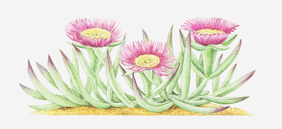 Illustration Of Carpobrotus Edulis (hottentot Fig), Pink Flowers Digital Art by Helen Senior