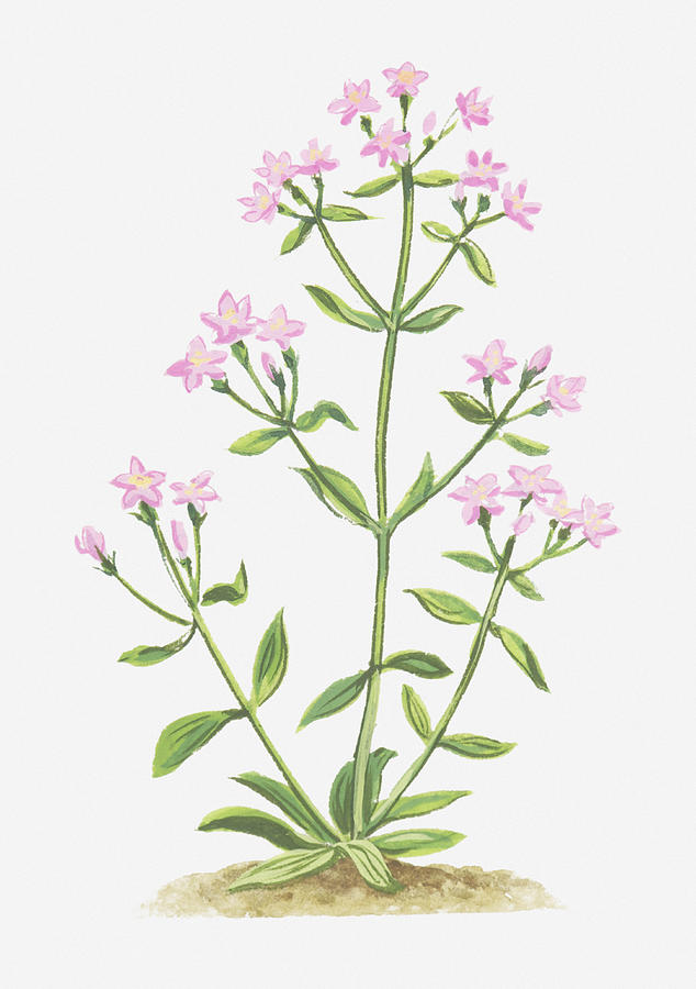 Illustration Of Centaurium Erythraea (common Centaury), Pink Flowers ...