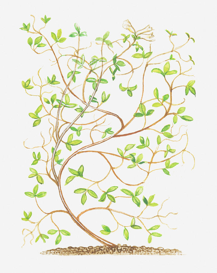 Illustration Of Ceratocapnos Claviculata (climbing Corydalis), Bendy Stems Digital Art by Peter Bull