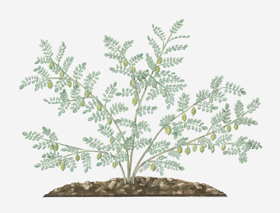 Illustration Of Cicer Arietinum (chickpea) Bearing Green Seedpods And Small Feathery Leaves On Long Stems Digital Art by Evelyn Binns