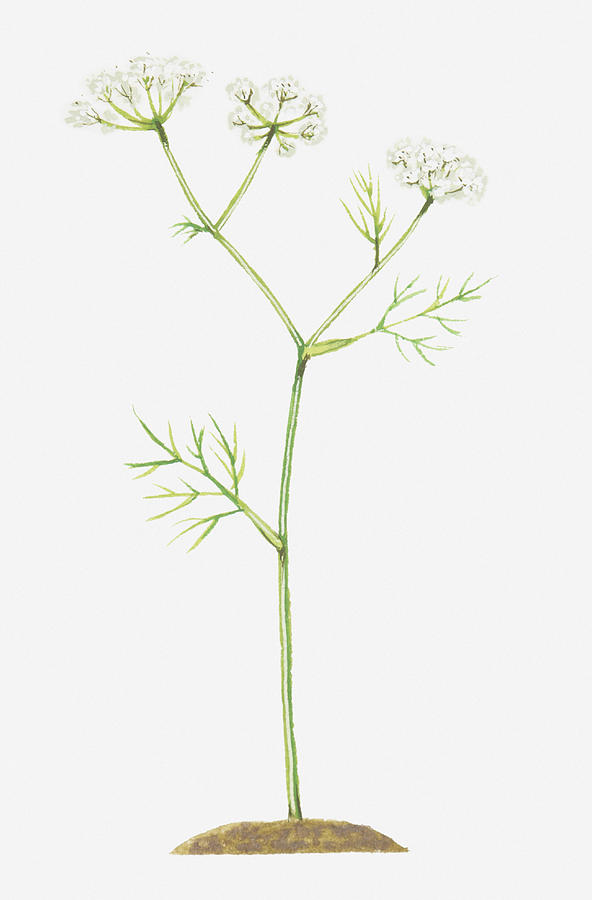 Illustration Of Conopodium Majus (pignut), Umbels Of White Flowers Digital Art by Tim Hayward