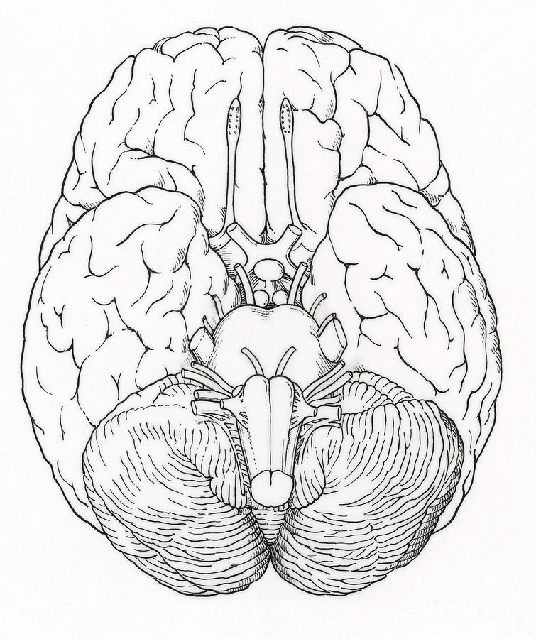 Illustration Of Cranial Nerves Photograph by Science Source