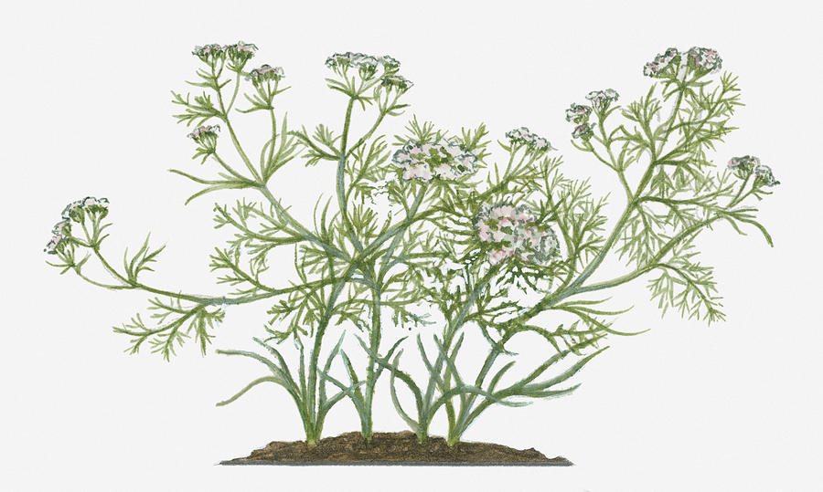 Illustration Of Cuminum Cyminum (cumin) Bearing Umbels Of Small Pink Flowers On Tall Branching Stems With Pinnate Leaves Digital Art by Valerie Price