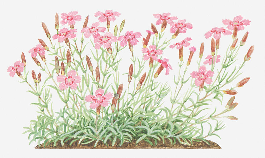 Illustration Of Dianthus Deltoides (maiden Pink), Wildflowers Digital Art by Ann Winterbotham