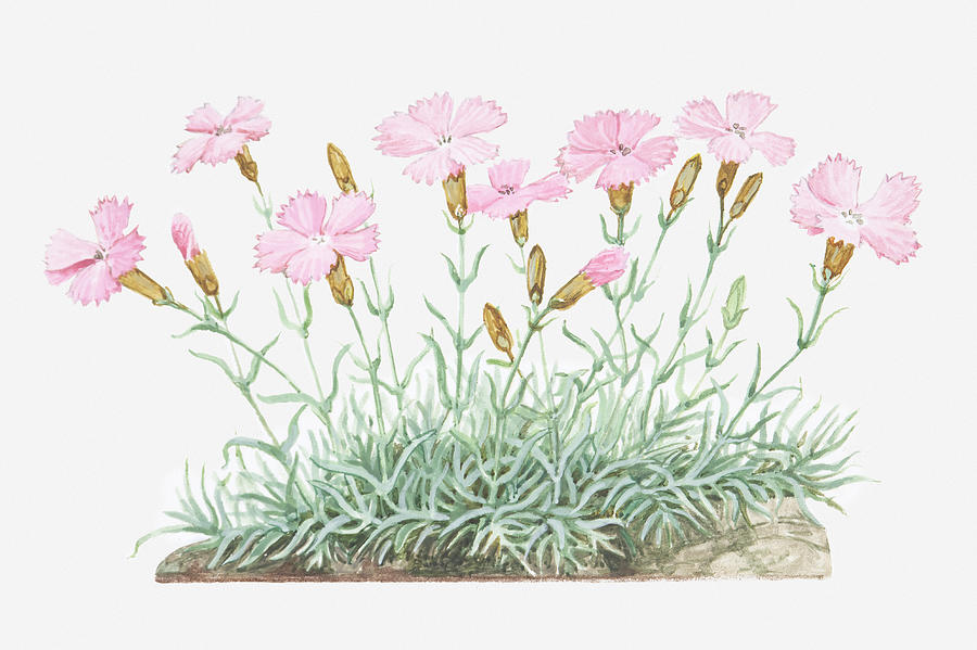 Illustration Of Dianthus Gratianopolitanus (cheddar Pink), Pink Flowers Digital Art by Dorling Kindersley