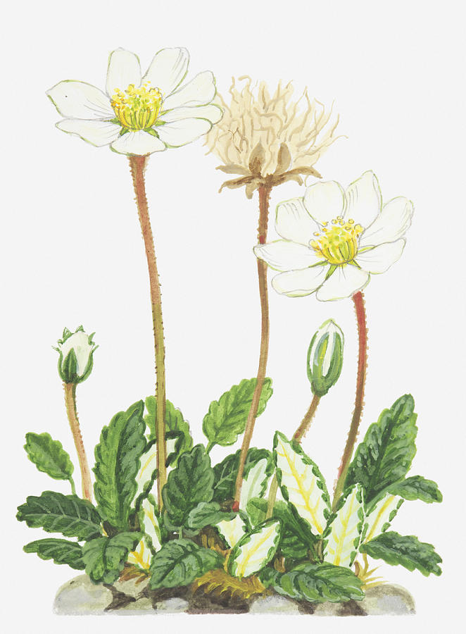Illustration Of Dryas Octopetala (mountain Avens), Flowers, Buds, And Seed Head Digital Art by Ann Winterbotham