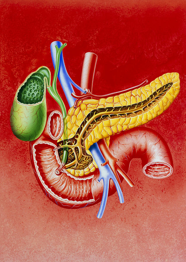 Duodenum Photograph - Illustration Of Duodenum, Pancreas & Gall Bladder by John Bavosi