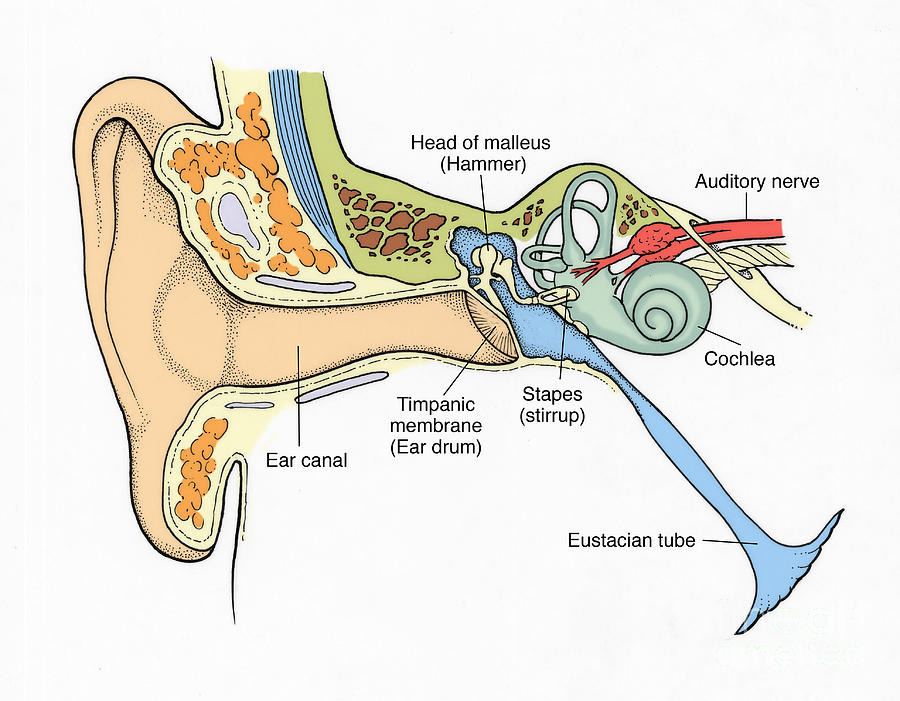 Illustration Of Ear Anatomy Photograph by Science Source
