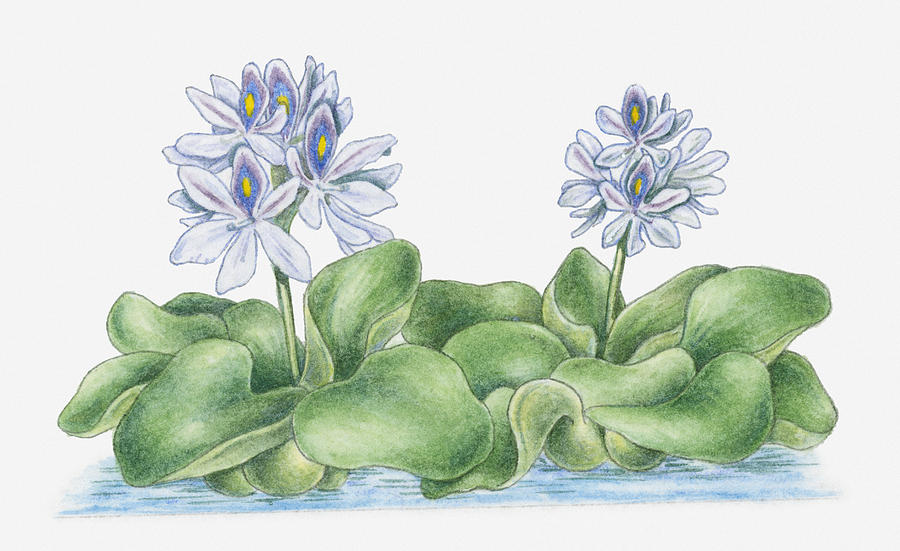 Water Hyacinth - Traditional Application