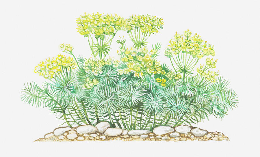 Illustration Of Euphorbia Cyparissias (cypress Spurge), Yellow Flowers Digital Art by Peter Bull