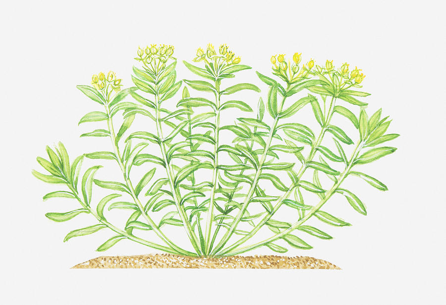 Illustration Of Euphorbia Hyberna (irish Spurge), Yellow Flowers Digital Art by Peter Bull