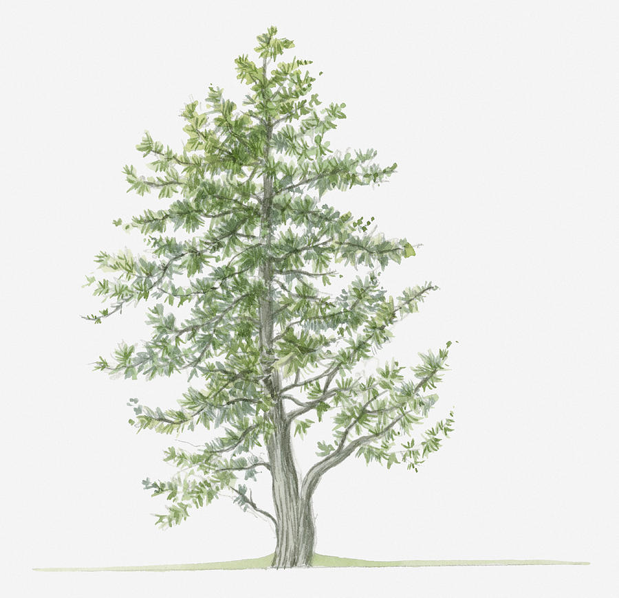 Illustration Of Evergreen Juniperus Foetidissima (stinking Juniper