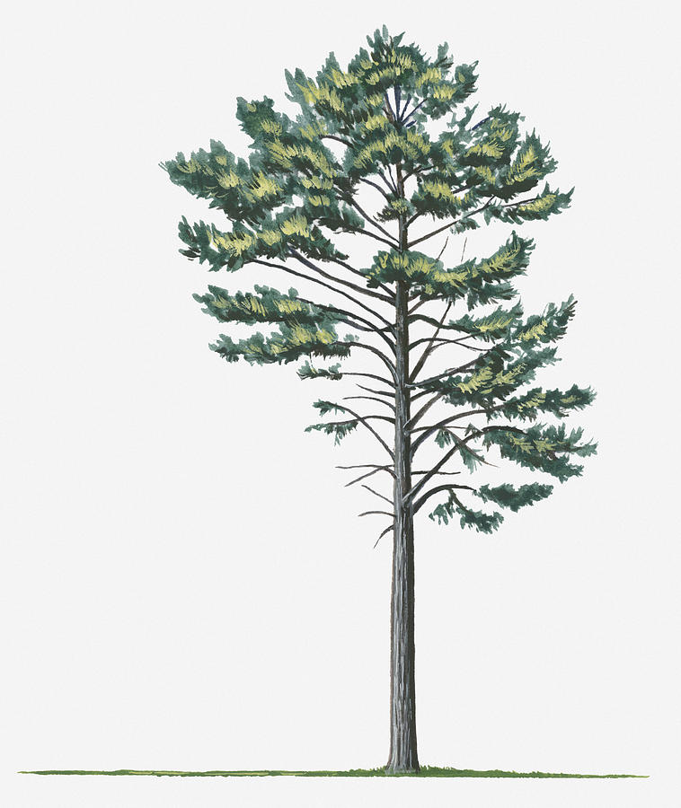 Illustration Of Evergreen Pinus Nigra (european Black Pine) Tree Digital Art by Sue Oldfield