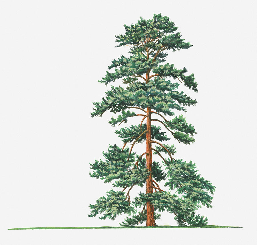 Illustration Of Evergreen Pinus Wallichiana (bhutan Pine, Himalayan