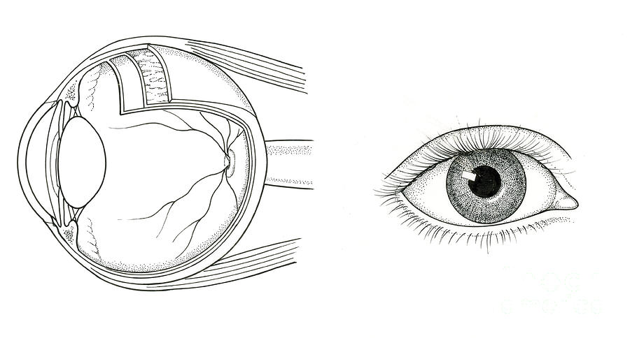 Illustration Of Eye Anatomy Photograph by Science Source