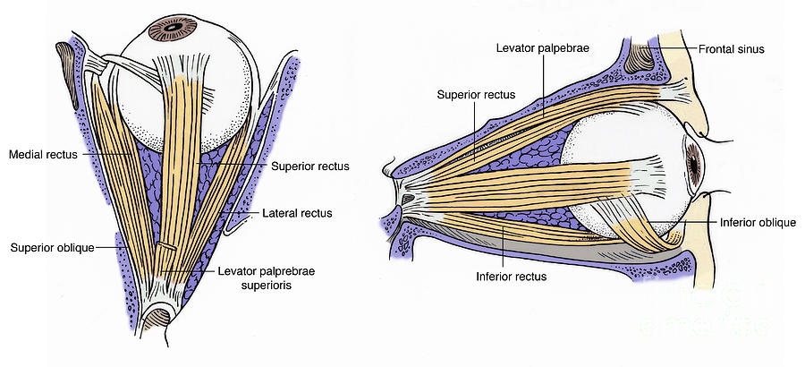 Illustration Of Eye Muscles Photograph by Science Source