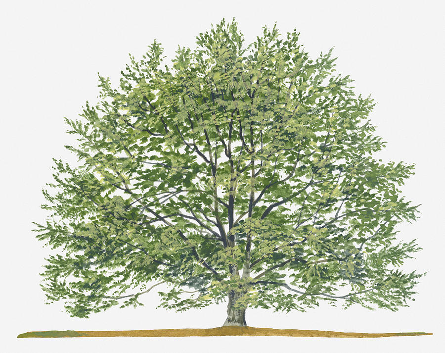 Illustration Of Fagus Sylvatica, (european Beech Or Common Beech) Deciduous Tree Digital Art by Sue Oldfield