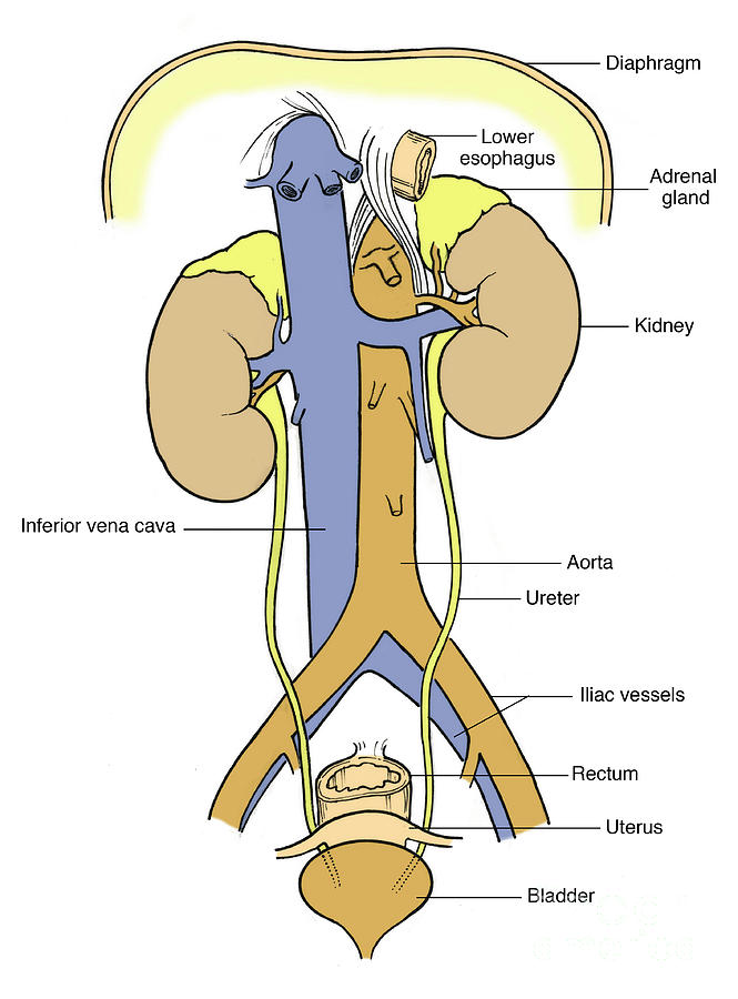 Illustration Of Female Urinary System Photograph by Science Source
