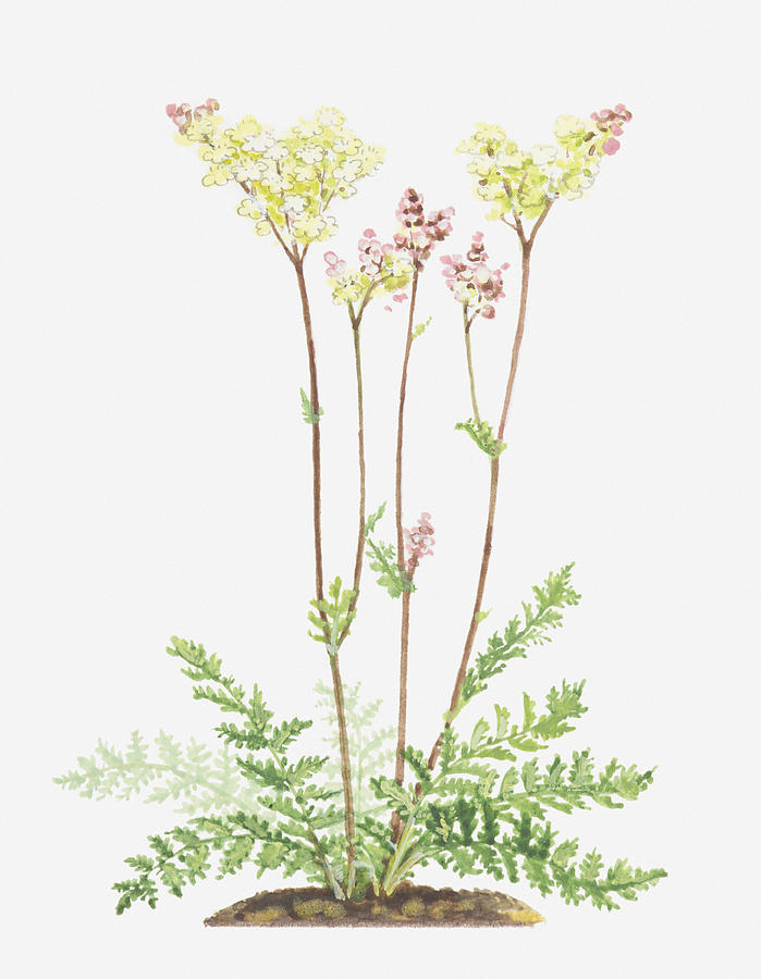 Illustration Of Filipendula Vulgaris (dropwort), Long Stems With Flowers In Terminal, Branched Cymes Digital Art by Ann Winterbotham