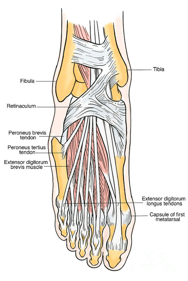 Illustration Of Foot Anatomy Photograph by Science Source - Fine Art ...