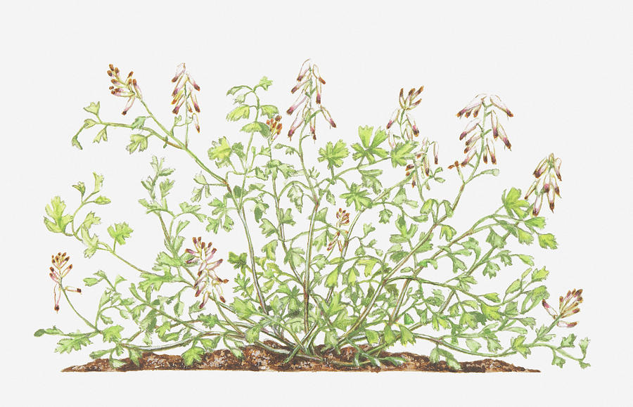 Illustration Of Fumaria Capreolata (white Ramping-fumitory), Wildflowers Digital Art by Peter Bull