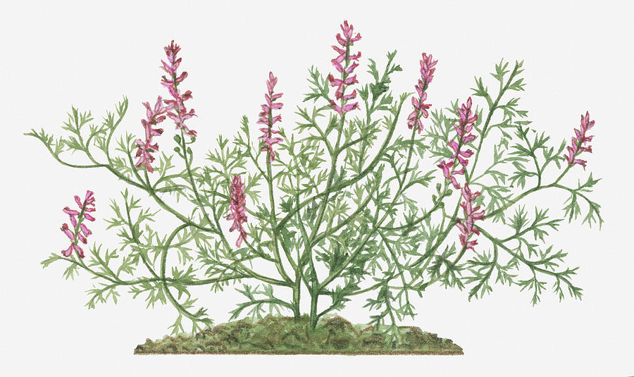 Illustration Of Fumaria Officinalis (common Fumitory) Bearing Pink Flowers And Green Leaves On Scrambling Stems Digital Art by Valerie Price