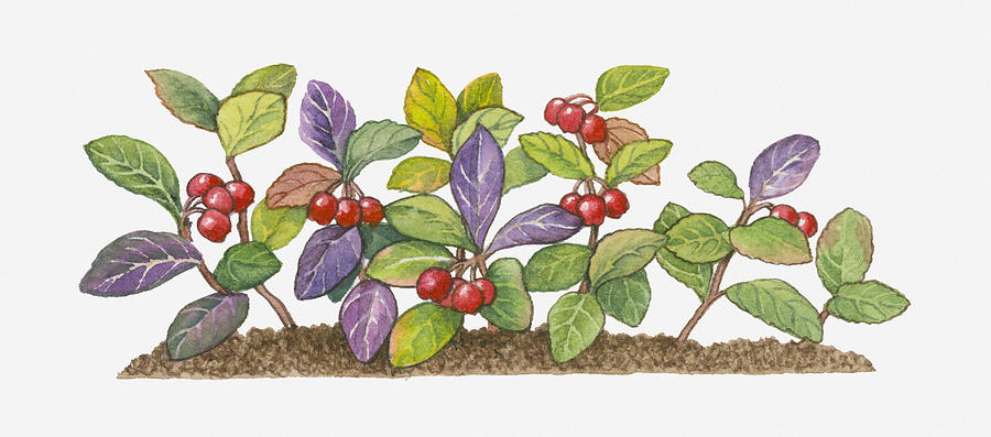 Illustration Of Gaultheria Procumbens (wintergreen) With Red Fruit And Green And Purple Leaves Digital Art by Matthew Ward