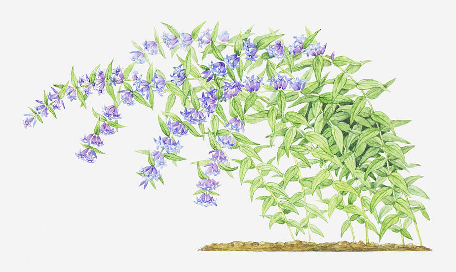 Illustration Of Gentiana Asclepiadea (willow Gentian), Purple Flowers On Long, Bending Stems Digital Art by Helen Senior