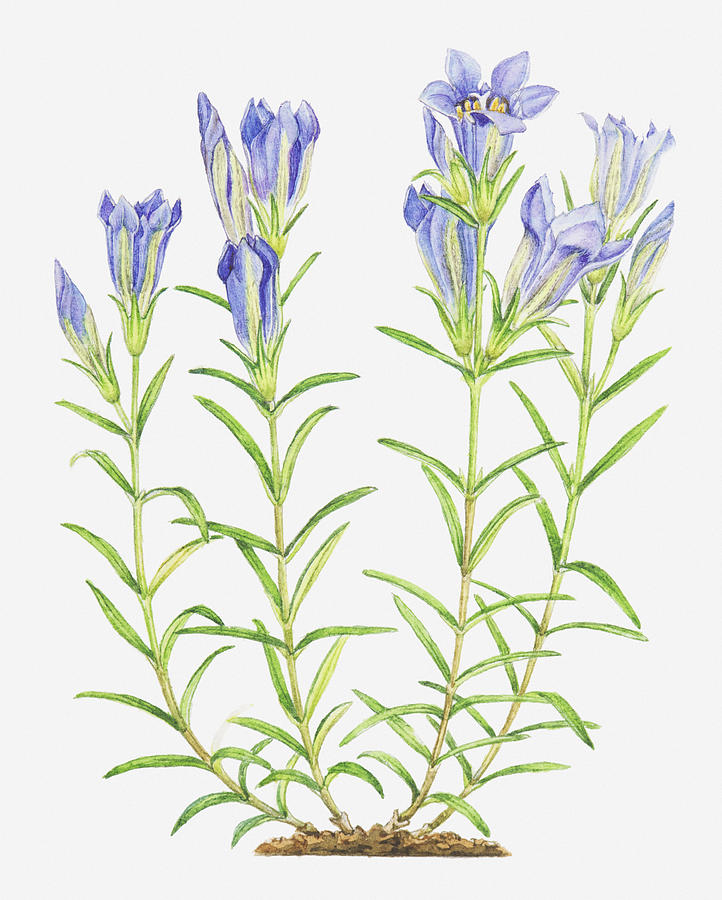 Illustration Of Gentiana Pneumonanthe (marsh Gentian), Blue Flowers Digital Art by Helen Senior