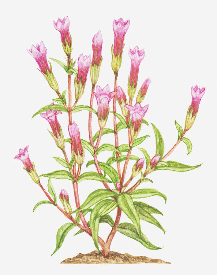 Illustration Of Gentianella Amarella (autumn Gentian), Pink Flowers Digital Art by Tricia Newell