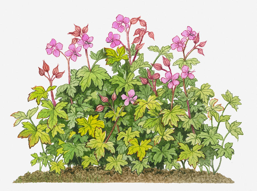 Illustration Of Geranium Macrorrhizum (bevans Variety) With Magenta Flowers, Buds And Green Leaves Digital Art by Michelle Ross