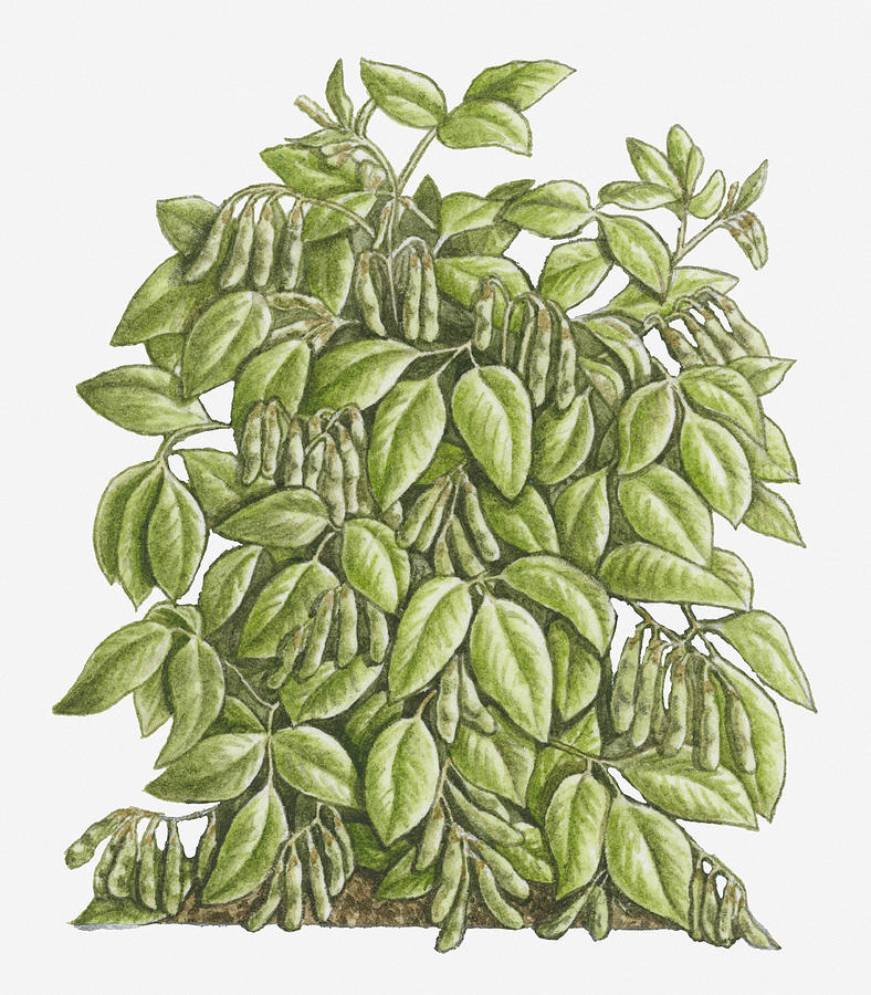 Illustration Of Glycine Max (soya Bean) Bearing Trifoliolate Green Leaves And Pods Hanging From Stems Digital Art by Debra Woodward