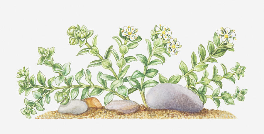 Illustration Of Honkenya Peploides (sea Sandwort), Wildflowers Digital Art by Elizabeth Rice