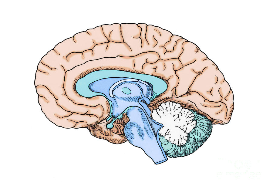 Illustration Of Human Brain Photograph by Science Source