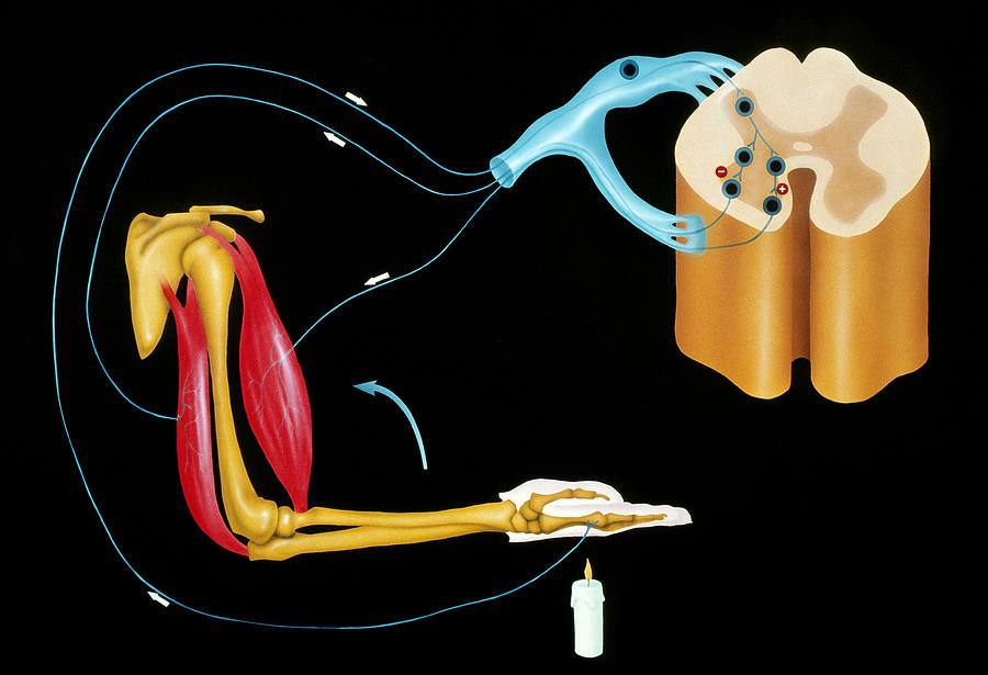 Illustration Of Human Nervous Reflex Arc Photograph by Francis Leroy ...