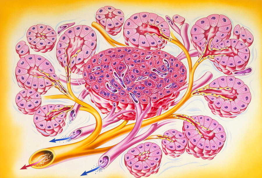 Illustration Of Human Pancreatic Secretory Cells Photograph by John