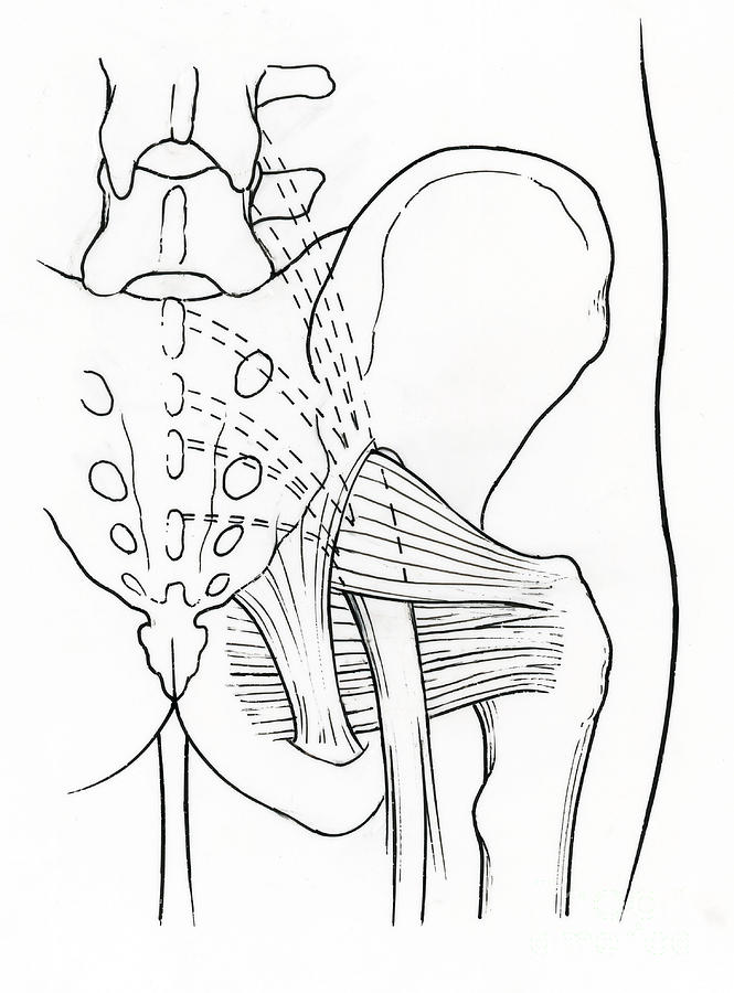 Illustration Of Human Pelvis Photograph by Science Source - Pixels