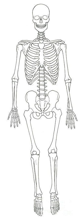 Скелета человека в полный рост рисунок - 91 фото