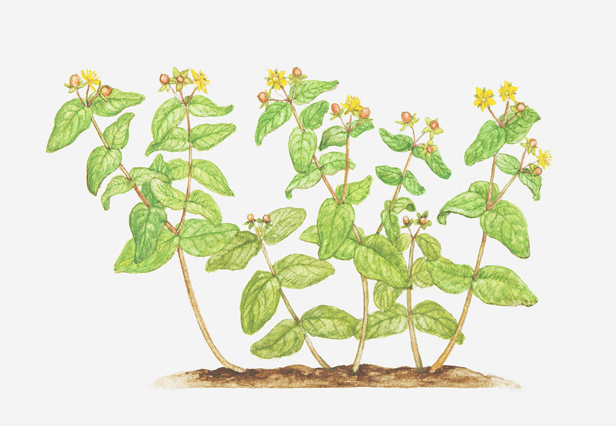 Illustration Of Hypericum Androsaemum (tutsan), Wildflowers Digital Art by Tricia Newell
