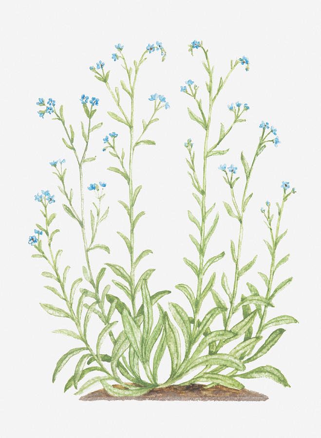 Illustration Of Lappula Squarrosa (bur Forget-me-not), Erect Stems With Tiny Blue Flowers Digital Art by Tricia Newell