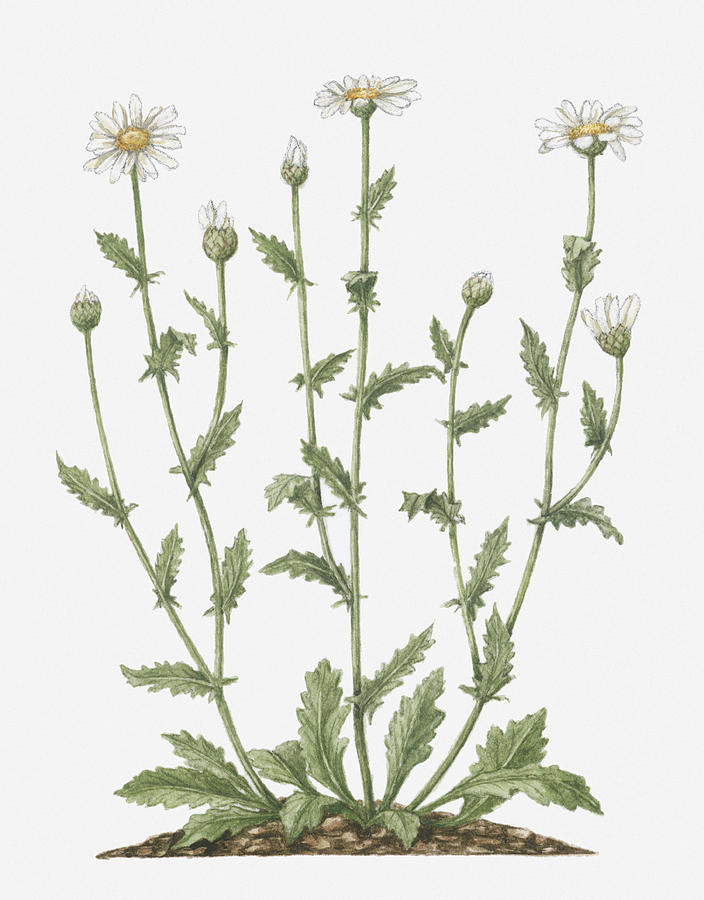 Illustration Of Leucanthemum Vulgare (oxeye Daisy) Bearing White Flowers, Yellow At Centre, And Emerging Buds On Tall Stems Digital Art by Evelyn Binns