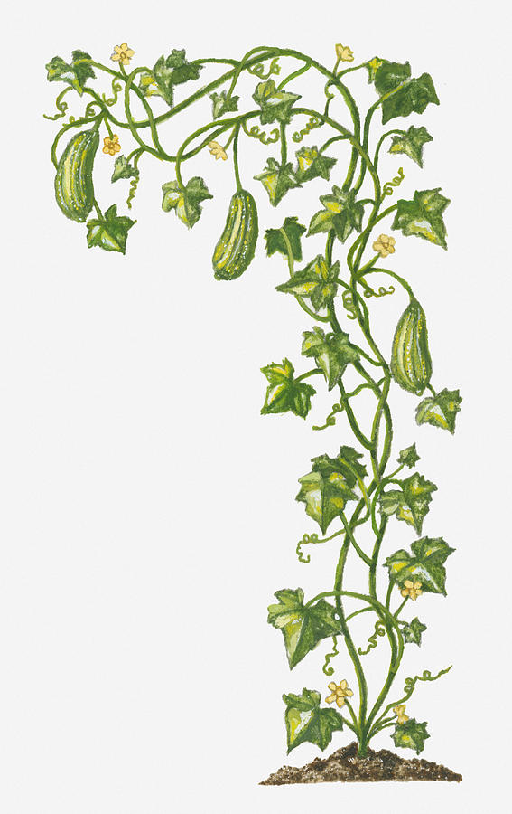 Illustration Of Luffa Cylindrica (smooth Loofah) Bearing Greenfruit And Yellow Flowers Digital Art by Dorling Kindersley