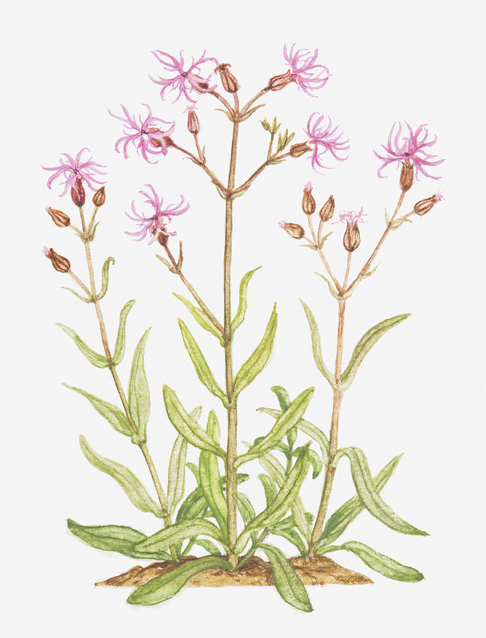 Illustration Of Lychnis Flos-cuculi (ragged Robin), Wildflowers Digital Art by Tricia Newell