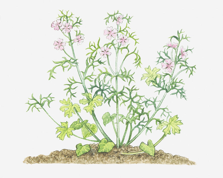 Illustration Of Malva Moschata (musk Mallow), Stems With Leaves And Pink Flowers Digital Art by Michelle Ross