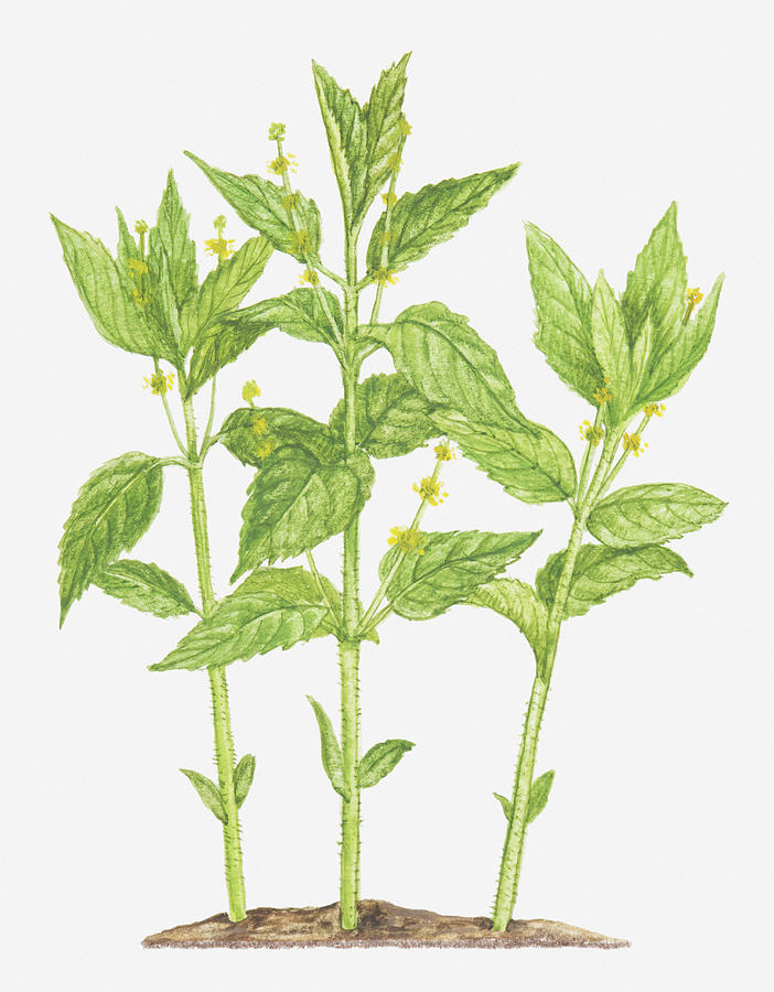 Illustration Of Mercurialis Perennis (dogs Mercury), Leaves And Tiny Yellow Flowers Digital Art by Tricia Newell
