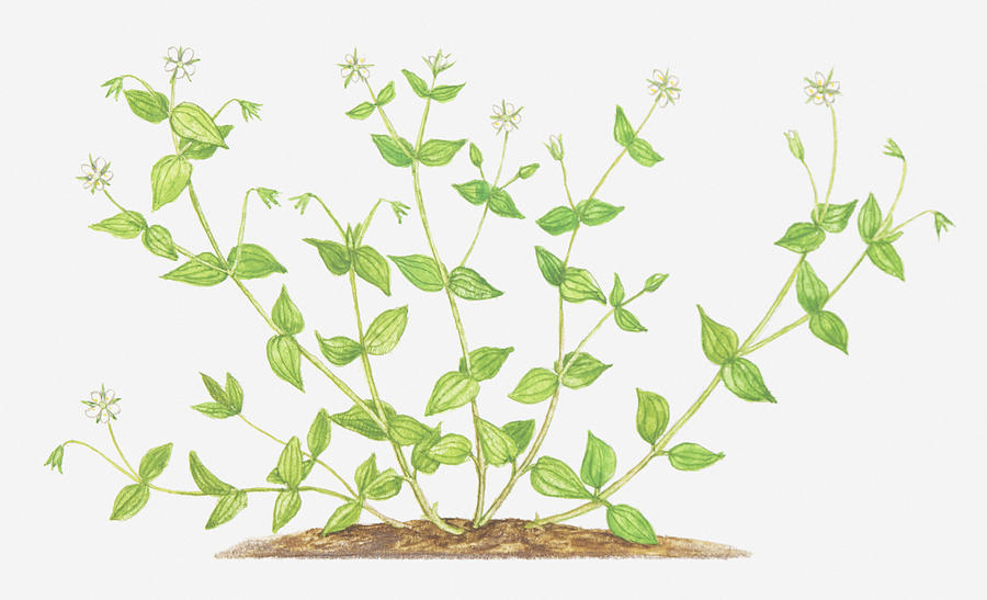 Illustration Of Moehringia Trinvervia (three-nerved Sandwort), Wildflowers Digital Art by Tricia Newell